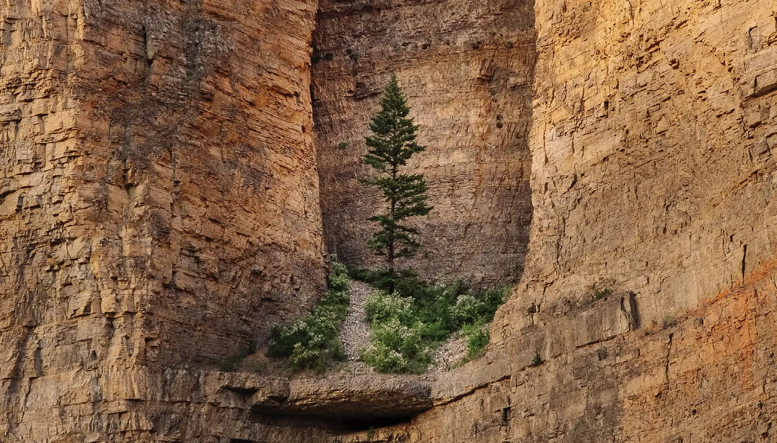 A lone fir grows from the limestone walls of the Smith River canyon