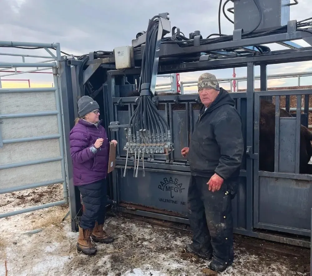 Working the bison handling corral at Turtle Mound Ranch