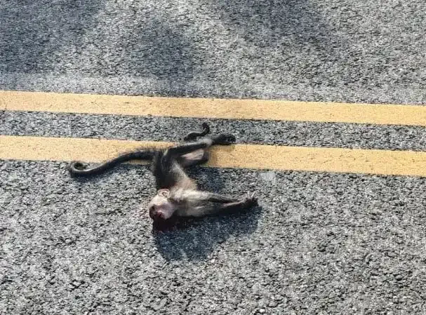 A white-faced capuchin monkey lying in the middle of Costa Rica's Road 160 after being hit by a car