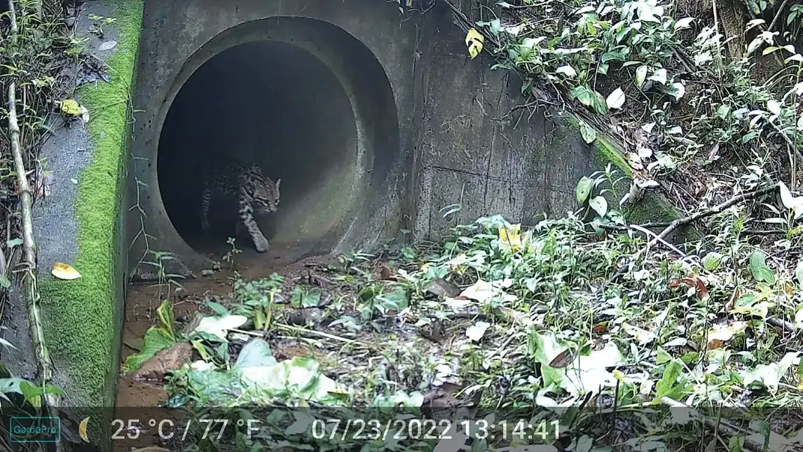 A white-nosed coati slinking towards a culvert under Road 35 in Costa Rica