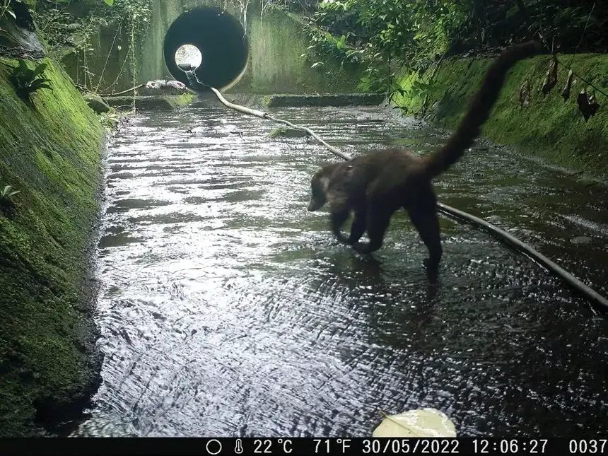 An ocelot emerging from a culvert that serves as a wildlife crossing under Road 35